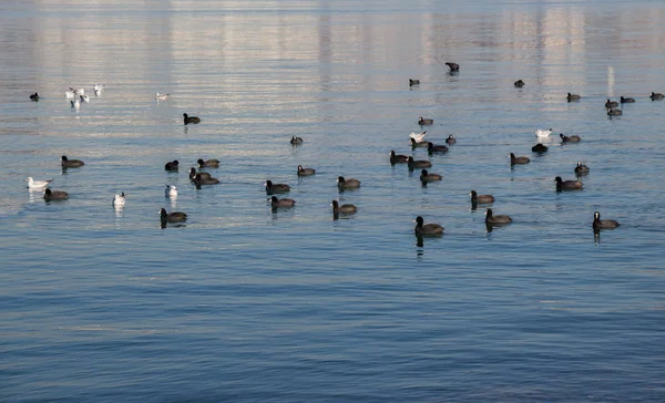 Vögel schwimmen ruhig auf der Meeresoberfläche — Stockfoto