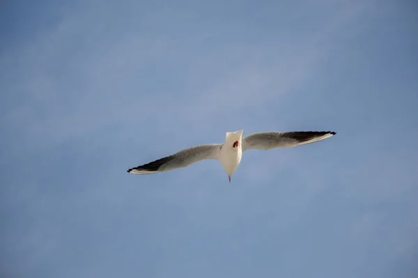 푸른 하늘을 나르는 갈매기 — 스톡 사진