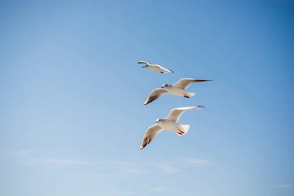 Gaivotas voando no céu sobre as águas do mar — Fotografia de Stock