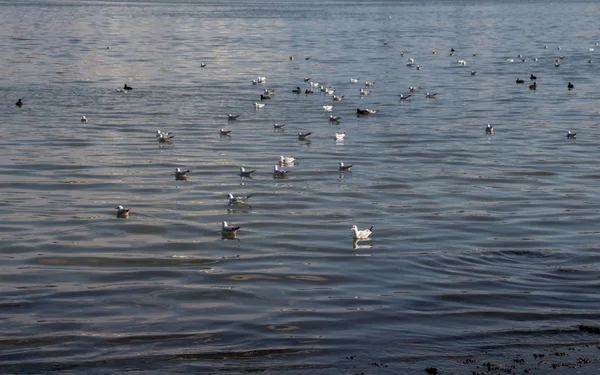 Чайки спокойно плавают на поверхности моря — стоковое фото