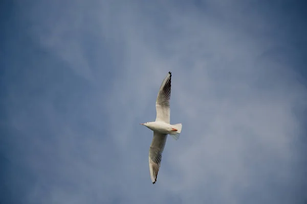 Seagull flying in blue  sky — Stock Photo, Image