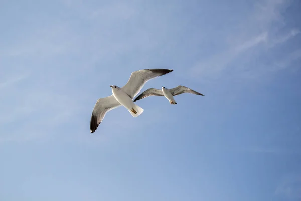 Чайки летают в небе — стоковое фото