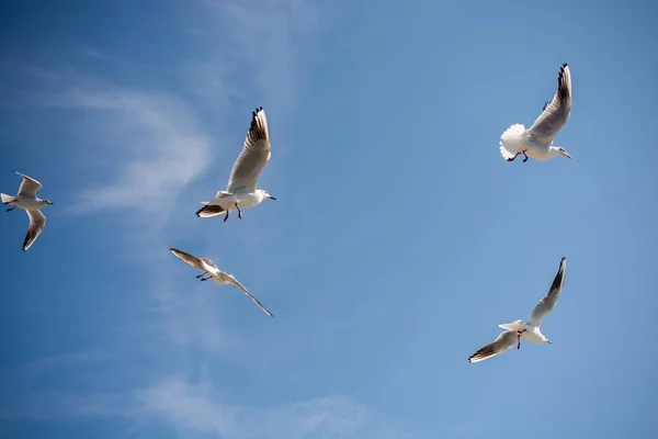 Mouettes volant dans le ciel au-dessus des eaux de la mer — Photo