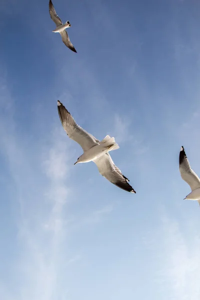 Οι γλάροι πετούν στον ουρανό. — Φωτογραφία Αρχείου