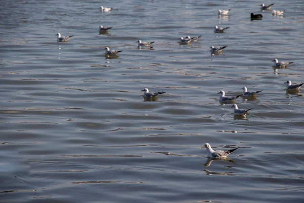 Möwen schwimmen ruhig auf der Meeresoberfläche — Stockfoto