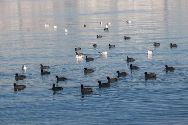 Las aves nadan tranquilamente en la superficie del mar —  Fotos de Stock