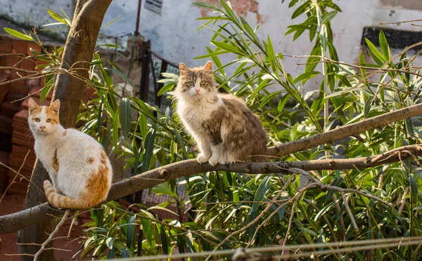 노숙자 거리의 고양이의 다른 초상화 — 스톡 사진