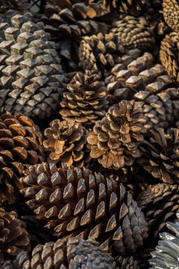 Çam kozalakları bol 