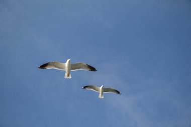 Martılar gökyüzünde uçuyor.