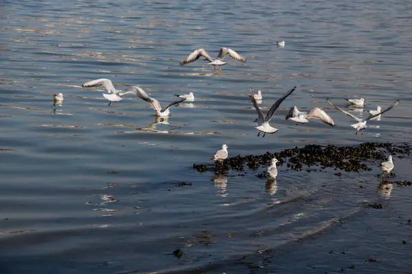 Seagulls Simma lugnt på vattenytan — Stockfoto