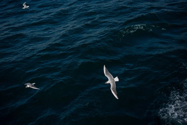 Gaivotas voando no céu sobre as águas do mar — Fotografia de Stock