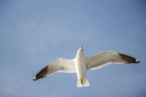 Mouette volant dans le ciel bleu — Photo