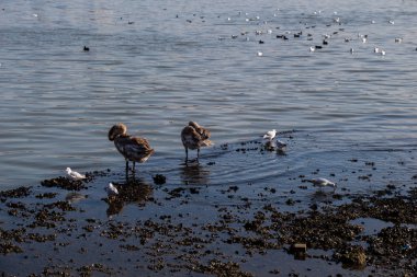 Martı ayakta deniz kıyısında