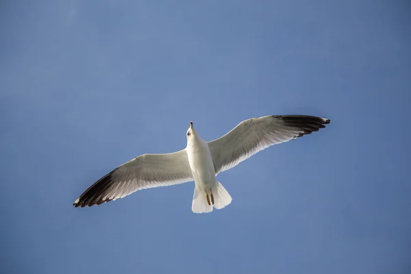 Mouette volant dans le ciel bleu — Photo