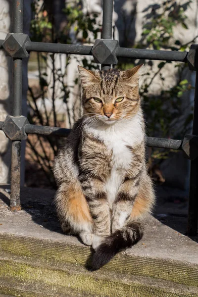 Un autre portrait d'un chat de rue sans abri — Photo