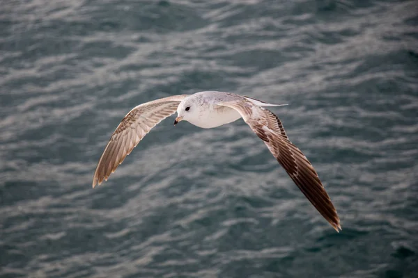 La gaviota vuela sobre las aguas del mar — Foto de Stock