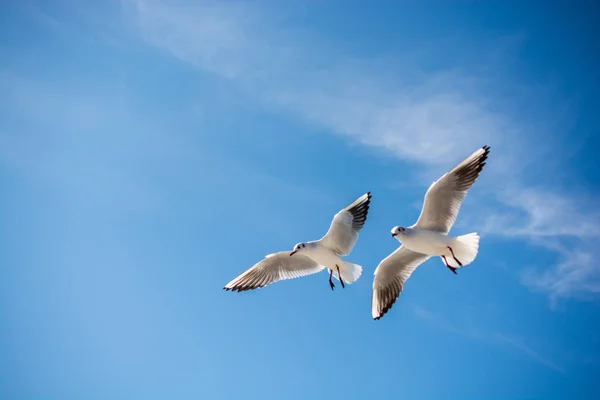 Paire de mouettes volant dans le ciel au-dessus des eaux de la mer — Photo