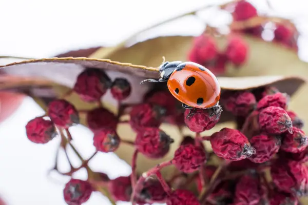 Beautiful red ladybug walking on a wild fruit — Stock Photo, Image