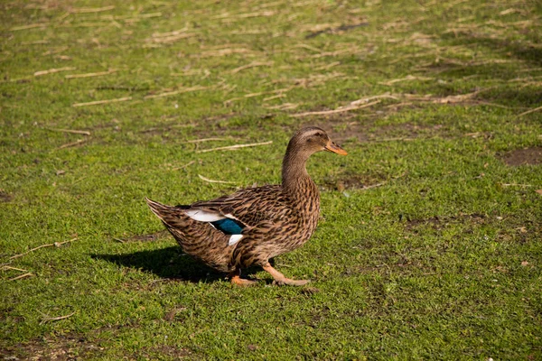 Pato doméstico caminhando no campo — Fotografia de Stock