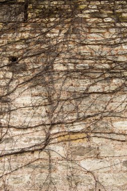 Bir duvar arka plan ile kuru bitki