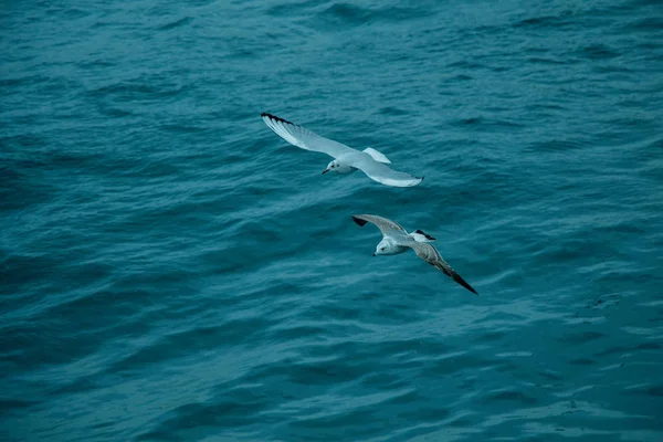 Las gaviotas vuelan sobre las aguas del mar — Foto de Stock