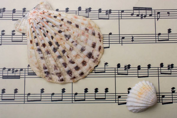 Conchas de mar y papel con notas musicales —  Fotos de Stock