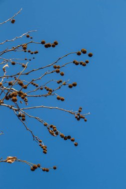 Kahverengi pod veya kapsül ağaç üzerinde