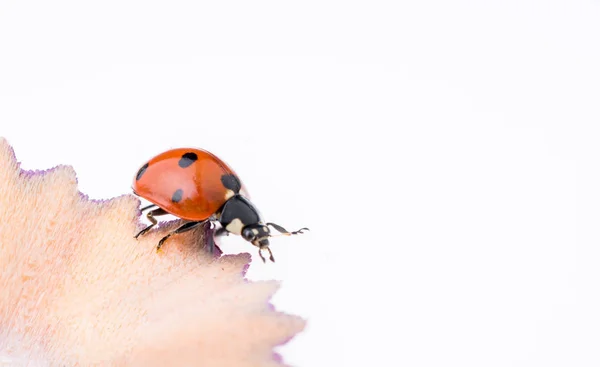 Ladybug walking on pencil shavings — Stock Photo, Image