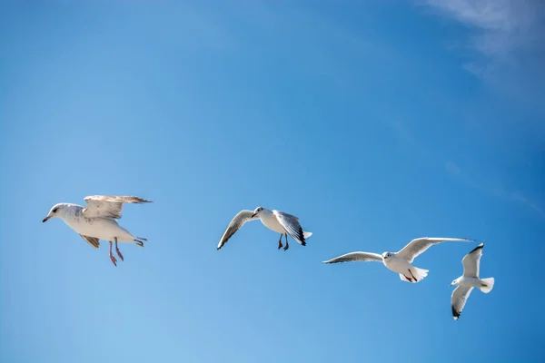 Seagulls flying in sky over the sea waters — Stock Photo, Image