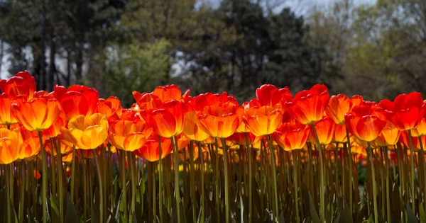 Flores Tulipán Floreciendo Primavera —  Fotos de Stock