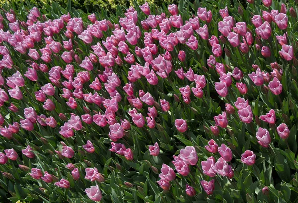 Fleurs Tulipes Colorées Comme Fond — Photo