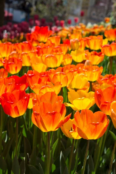 Orangefarbene Tulpenblumen Blühen Garten — Stockfoto