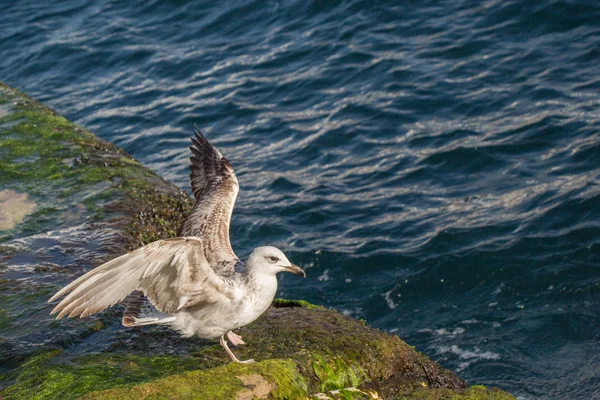 Eenzeemeeuw Vinden Aan Kust Van Zee — Stockfoto