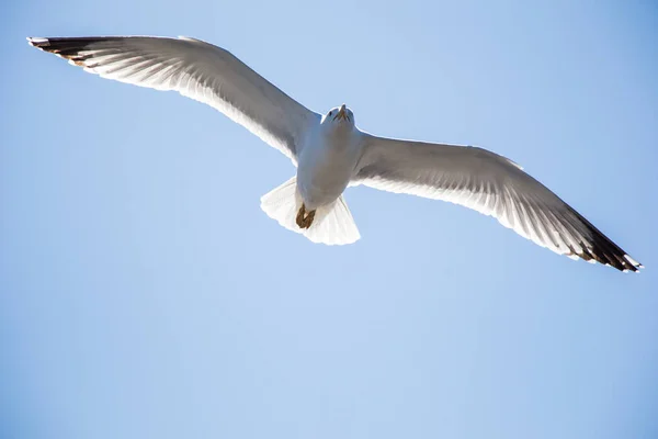 Gaivota Única Voando Céu Como Fundo — Fotografia de Stock