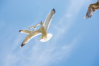 Bir gökyüzünde uçan martılar