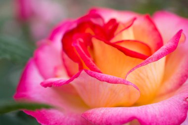 Görünümü kadar yakın güzel renkli gül