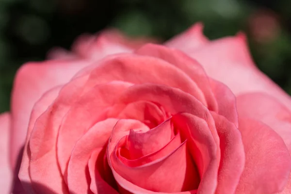 Hermosas Rosas Frescas Vista Cerca —  Fotos de Stock