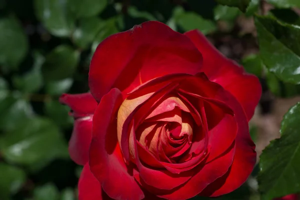 Bella Rosa Colorata Fiore Sfondo Giardino — Foto Stock