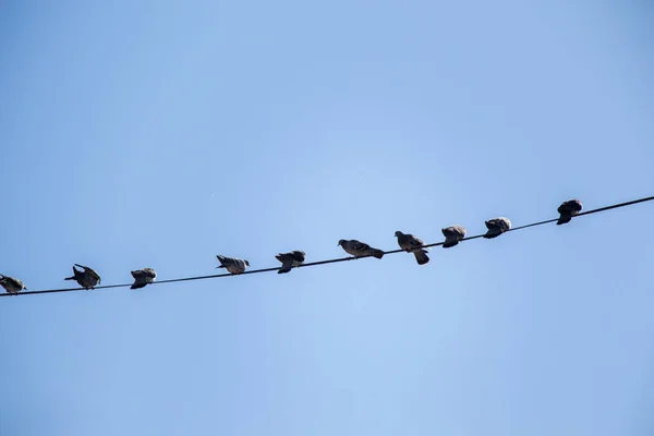 Tauben hocken auf Draht — Stockfoto