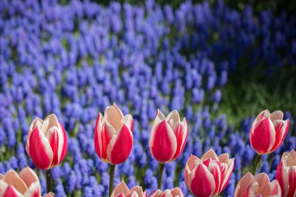 İlkbaharda açan laleler 