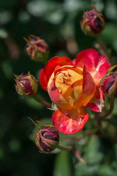 Piękny kolorowy kwiat Róża — Zdjęcie stockowe