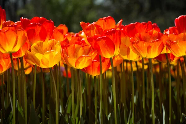 Les tulipes fleurissent au printemps — Photo