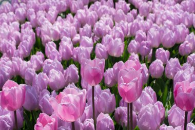  Renkli Lale Çiçek bahçesinde bir arka plan olarak