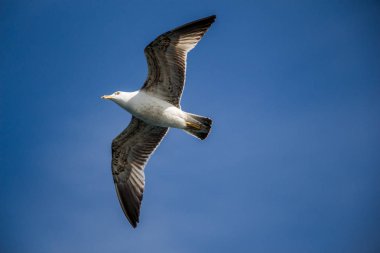 Mavi bir gökyüzü uçan tek martı