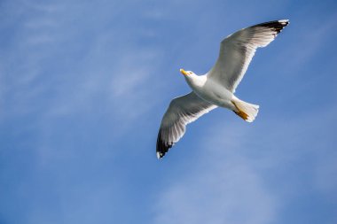 Bir bulutlu gökyüzü uçan tek martı