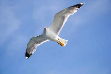 Bir bulutlu gökyüzü uçan tek martı