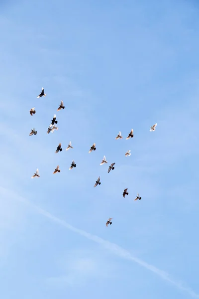 Flock of birds fly in  blue sky — Stock Photo, Image