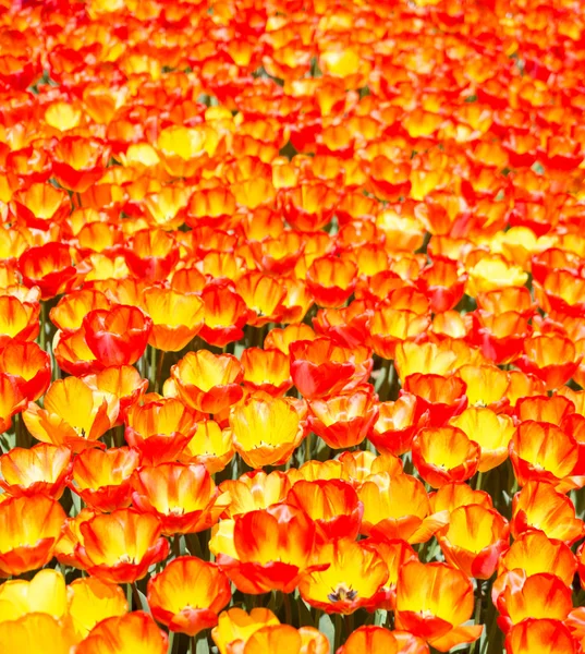 Fleurs de tulipes colorées comme fond dans le jardin — Photo