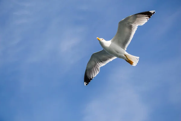 Gaivota única voando em um céu nublado — Fotografia de Stock