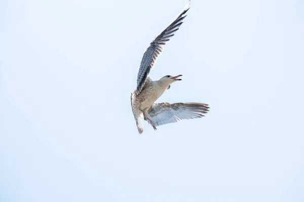 Одна чайка, летящая в небе — стоковое фото